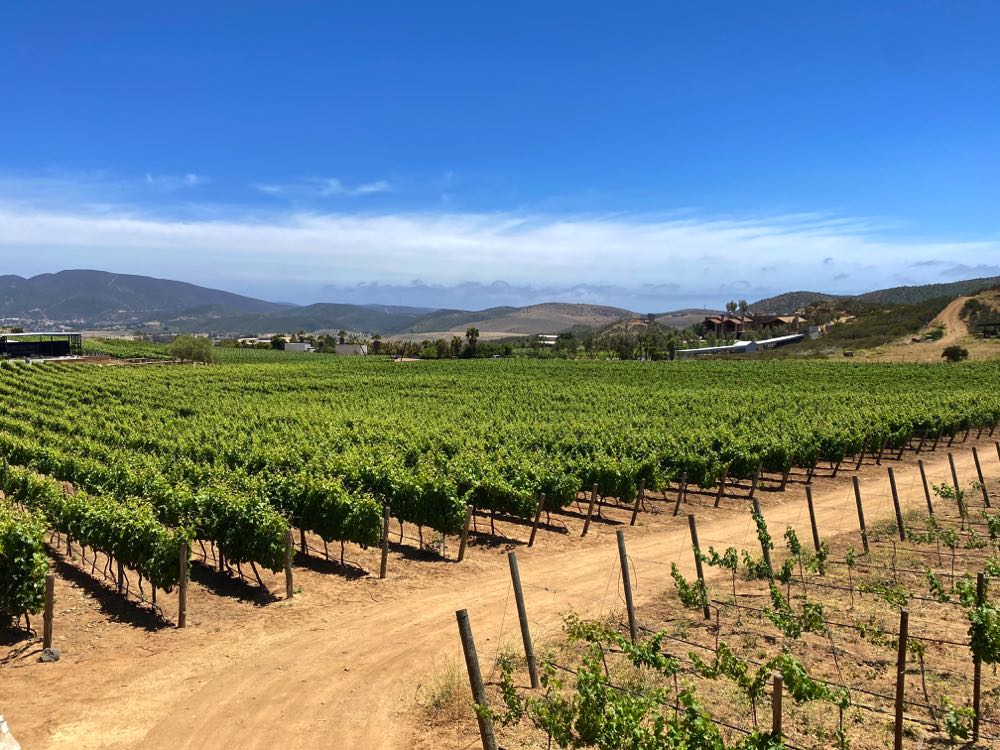 visiting the valle de guadalupe mexico