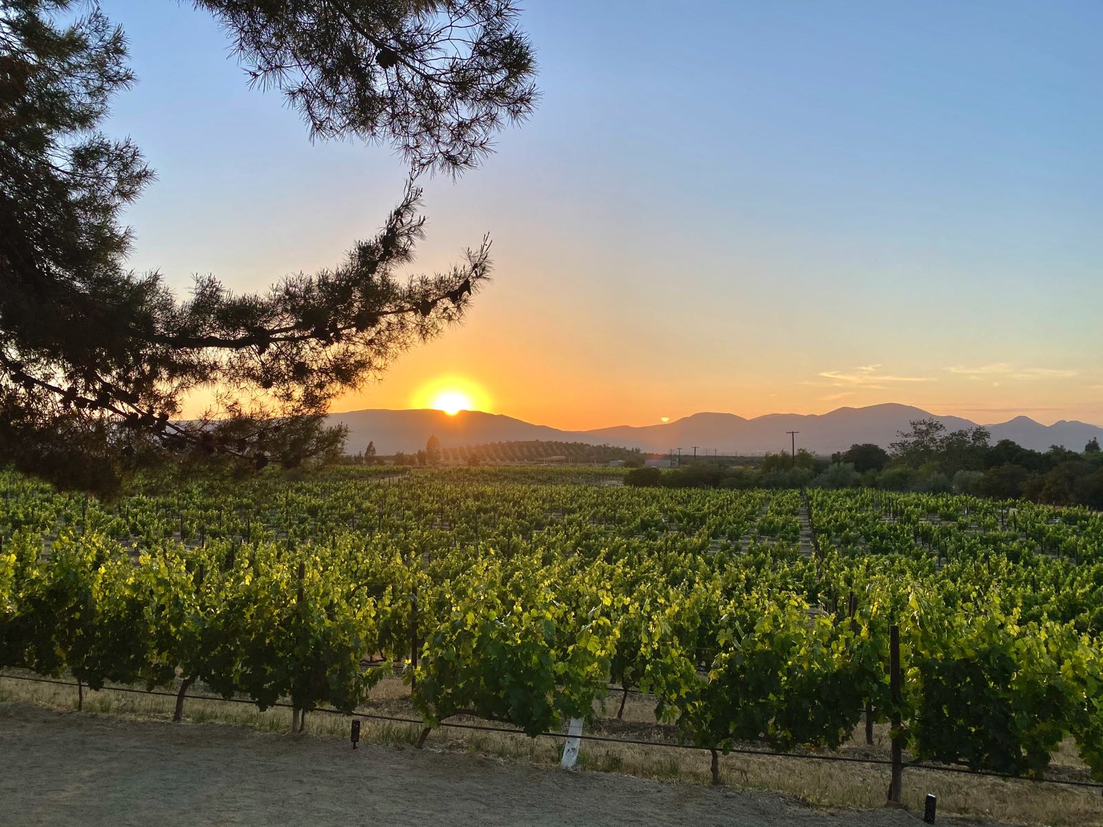 Valle de Guadalupe, Mexico Complete Travel Guide Goats On The Road