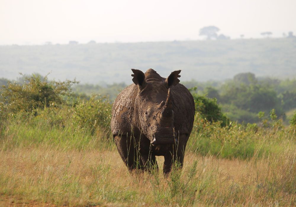 a rhino looking at the camera in Nairobi National Park