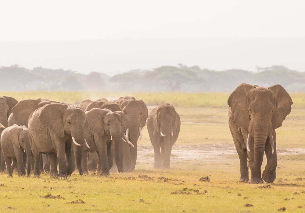 wild elephants walking on the grasslands in Amboseli National Park in Kenya
