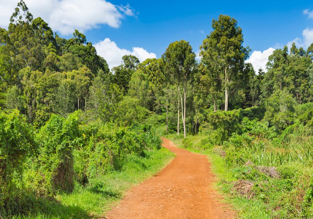 A beautiful trail on a sunny day at Karura Forest.
