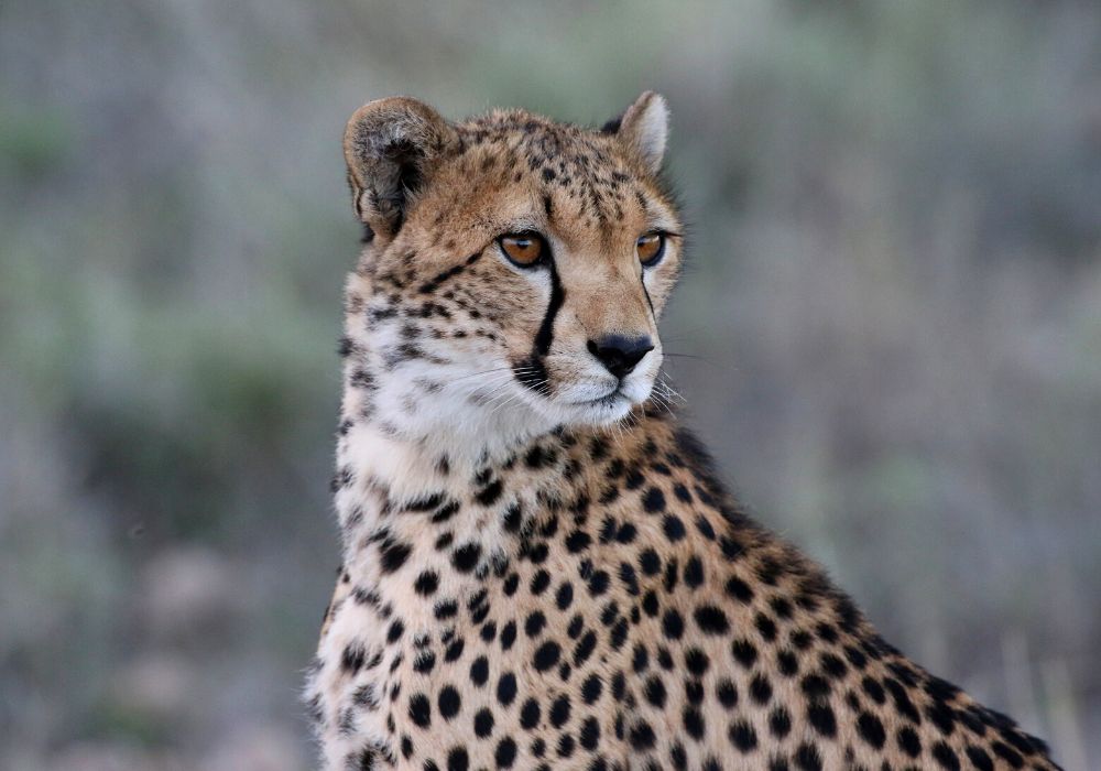 Masai Mara Cheetah up close
