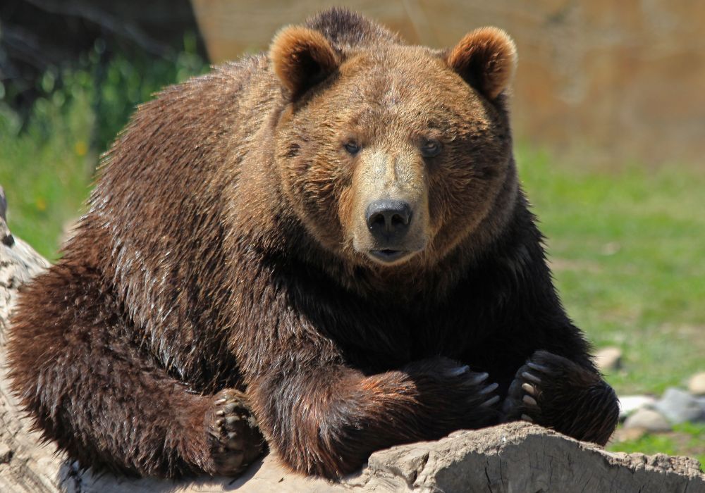 Grizzly bears can be seen in the wilderness around Glacier National Park in Montana.