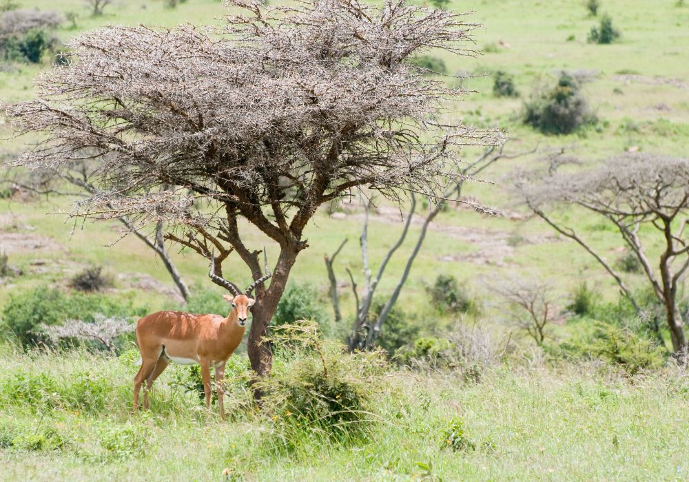 A loner male impala takes shade under an acacia tree at Nairobi National Park, Kenya.