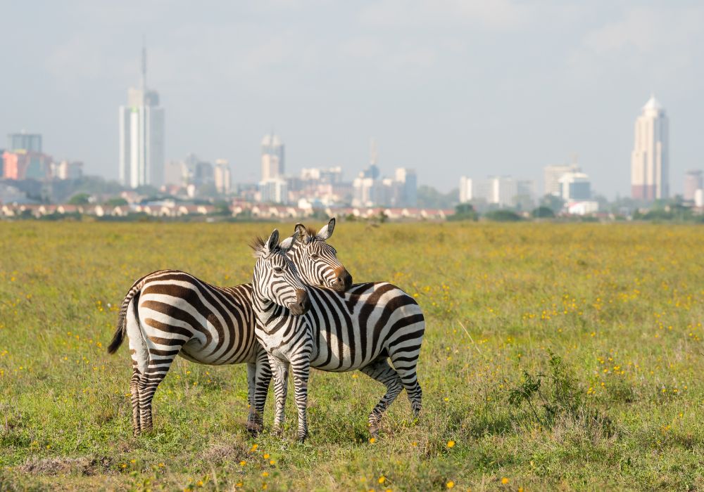 Best Time to Visit Kenya for Travelers