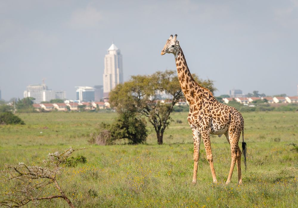 A Giraffe Walks in the National Park with the city skyline of Nairobi in the background