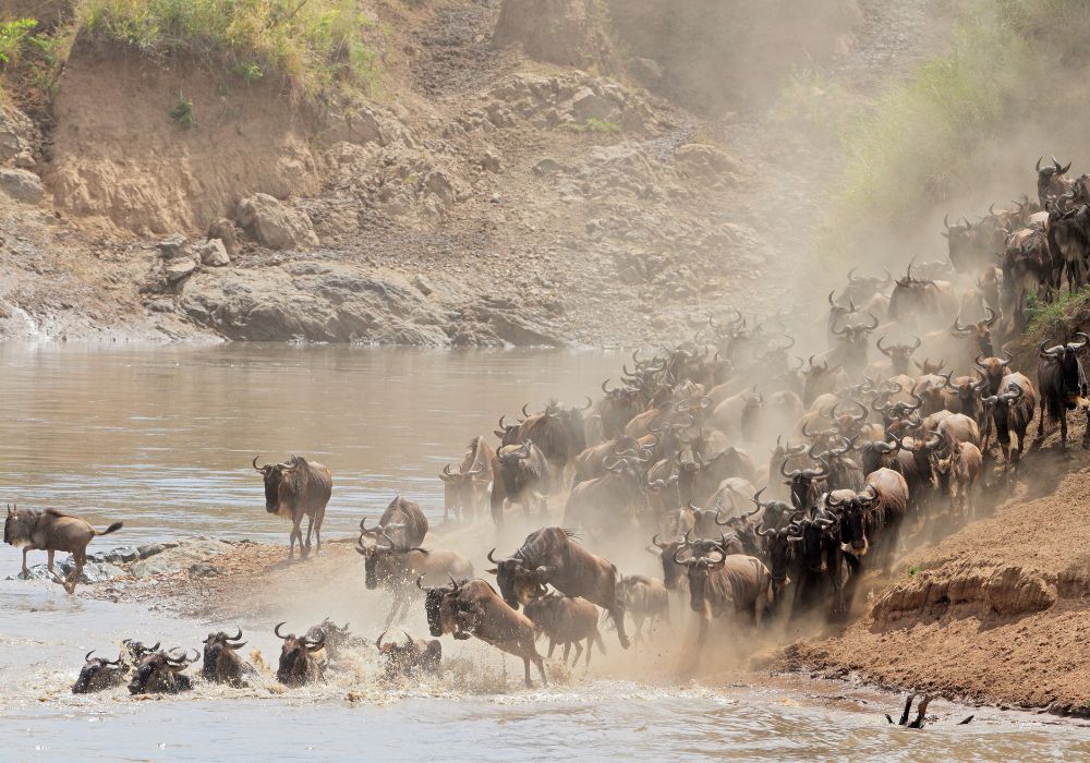 the great migration at the masai mara