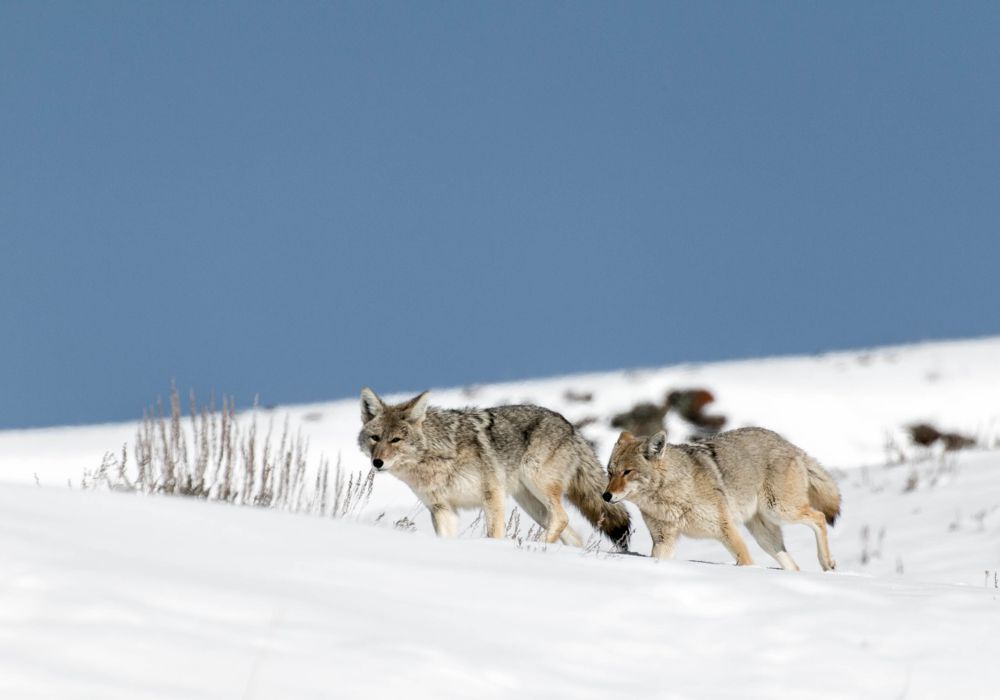 Wolves coming down the slopes and crossing the road in Yellowstone National Park.