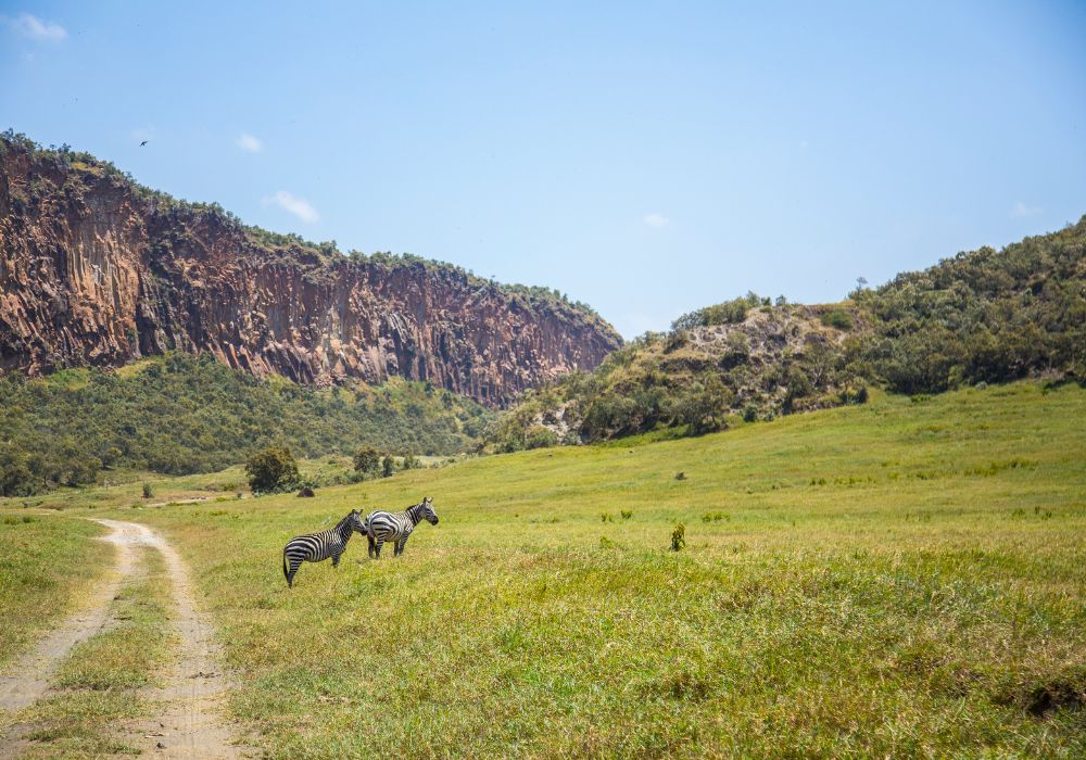 giraffes on the grass at hells gate national park in kenya