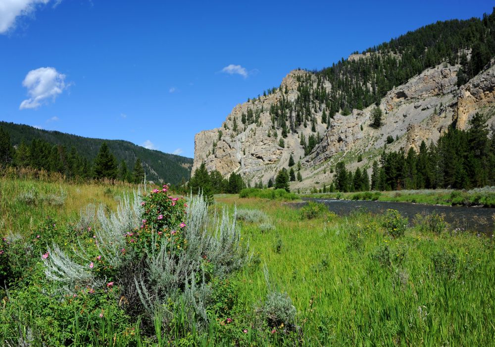 A rocky bluff in the Gallatin Range of the Rocky Mountains overlooks the Gallatin River with tall grass and wild flowering plants.