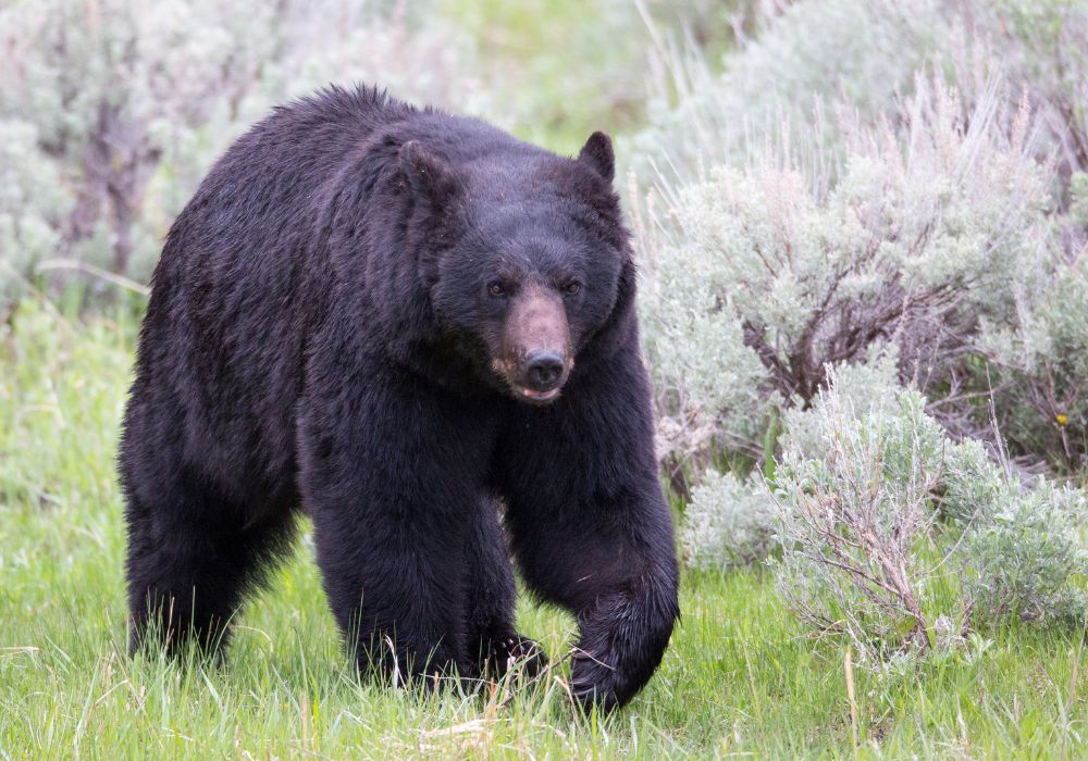 A large Yelowstone black bear makes its way through the grass.