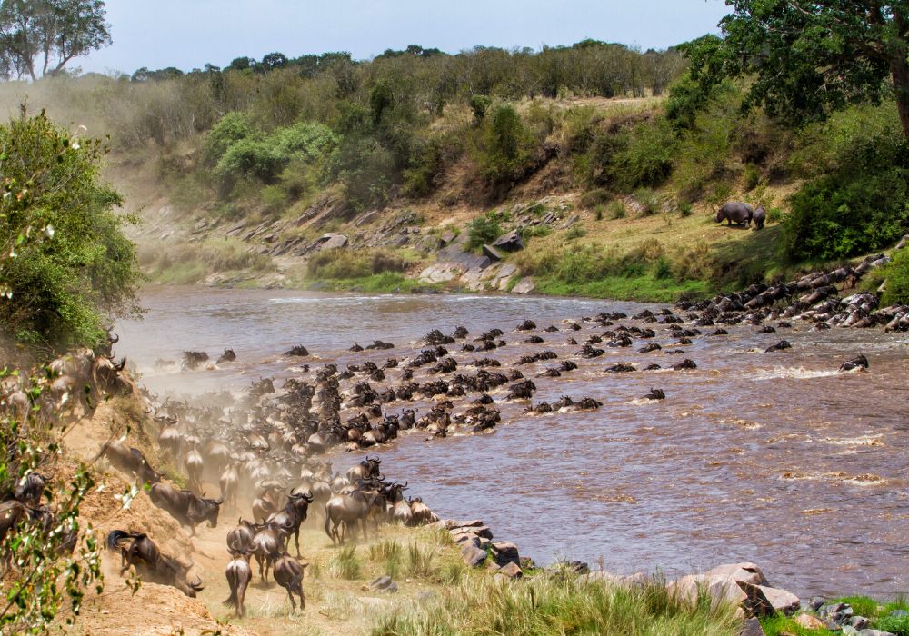 wildebeest crossing the river in the Masai Mara wildebeest migration of kenya