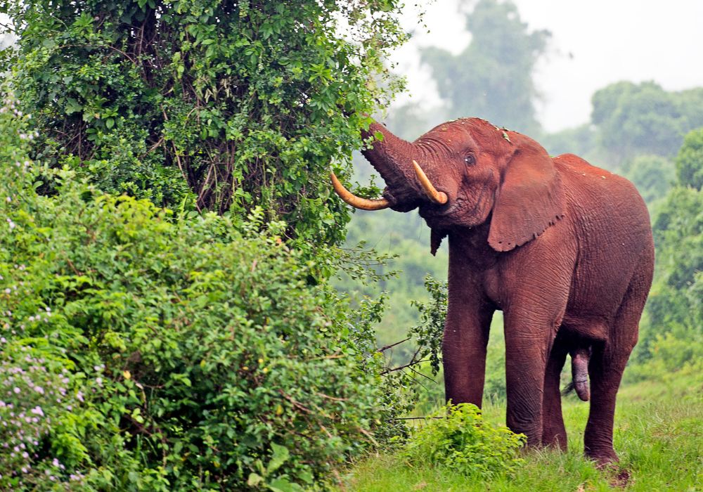 One of the wild animals in this wildlife park in Aberdares National Park, Kenya, is an elephant pulling down trees for foliage and food. 