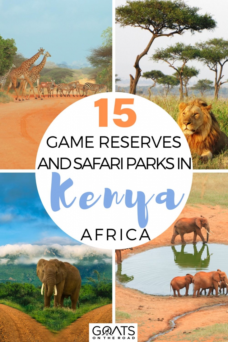 Traveling to Kenya? Kenya is one of the most popular safari destinations in Africa. Here are the 15 best game reserves and safari parks in Kenya! From Lake Nakuru National Park, to Nairobi National Park, to Sibiloi National Park, Shimba Hills National Reserve, Marsabit National Reserve, and much more! | #travel #adventure #conservation