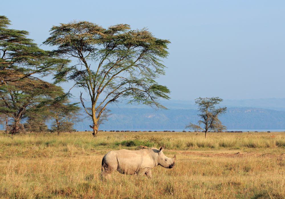 A white rhinoceros in open grassland in Lake Nakuru National Park, Kenya.