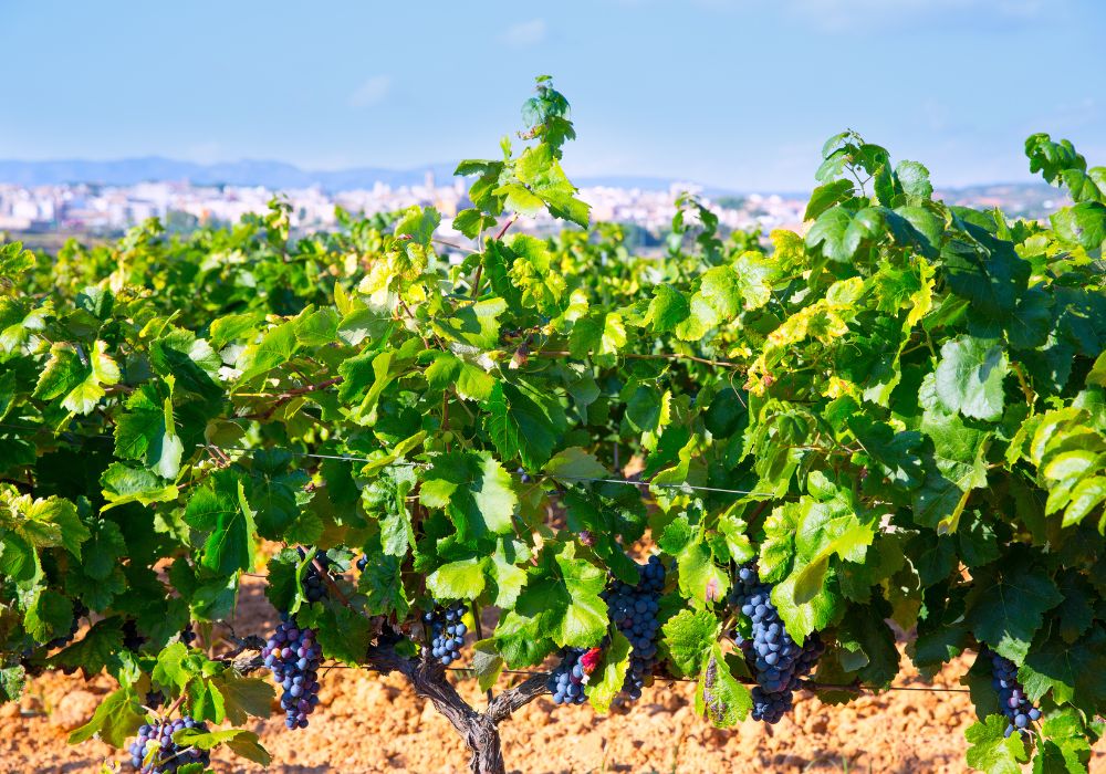 A wine regine of Spain from vineyard view.