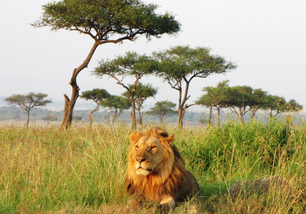 A lion on an open field in Masai Mara National Reserve, Kenya.