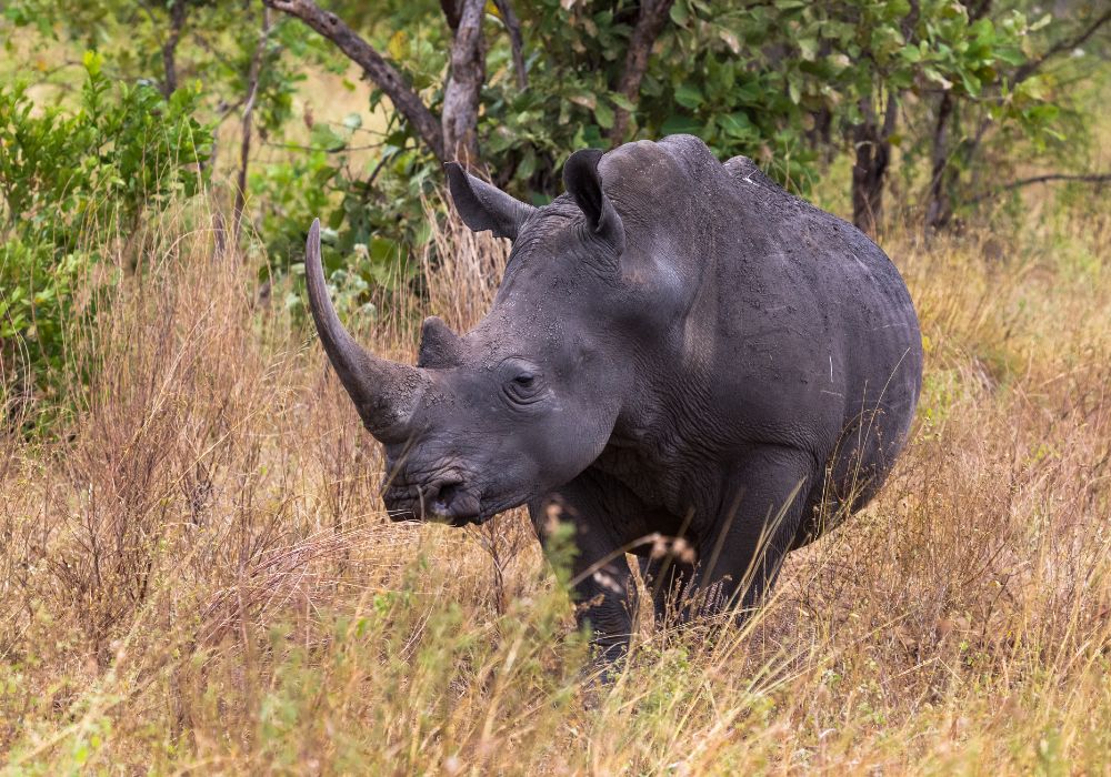 A large white rhino near Meru, Kenya.