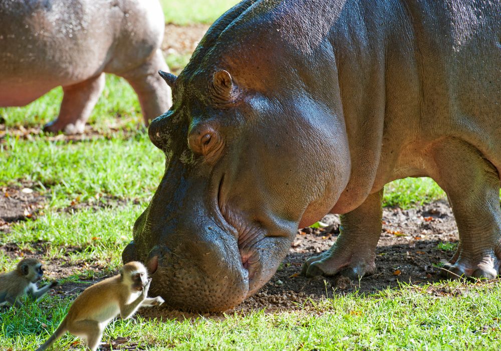 Hippopotamus in Haller Park.