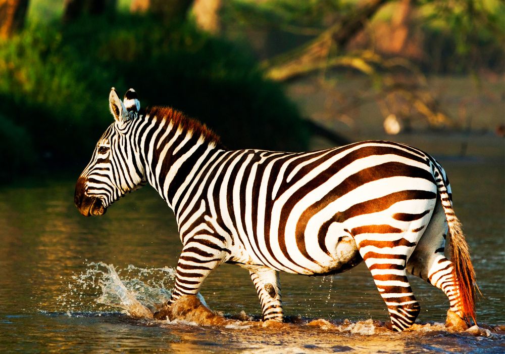 Zebra crossing a river in the Lake Nakuru National Park, Kenya.