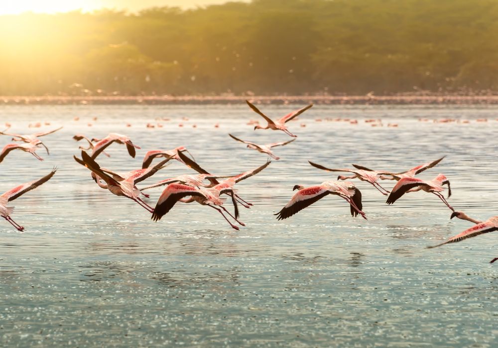 Pink flamingos in flight at Lake Oloiden in the sunset light in Kenya.