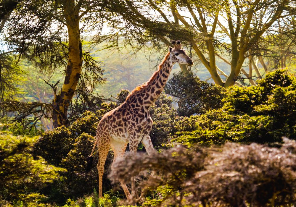 A giraffe around the area of Lake Naivasha.