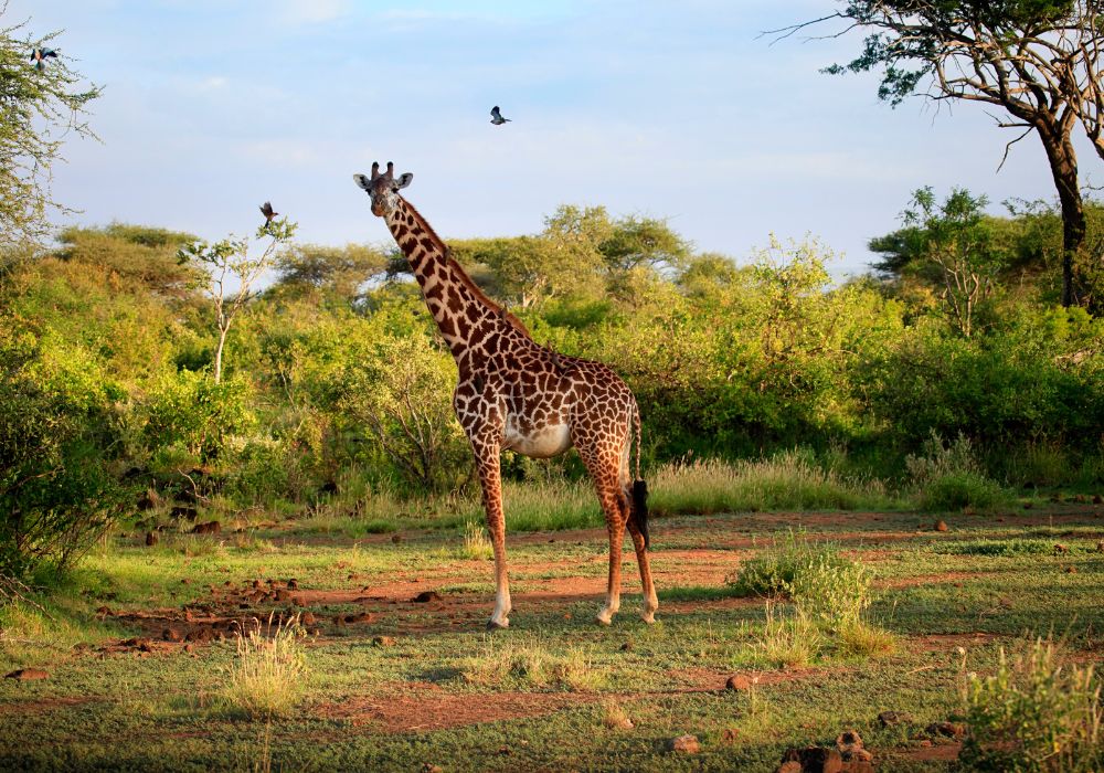 Giraffe in Tsavo National Park, Kenya.