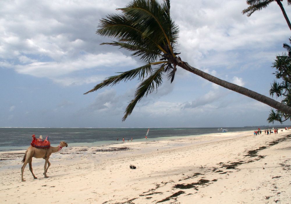 A camel in the middle of a stunning beach in Mombasa, Kenya.