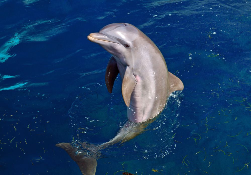 A dolphin nose in the deep blue.