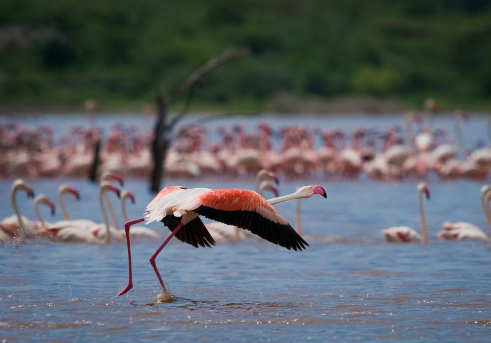 A flamingo crossing the beautiful Lake Bogoria with the flamboyance of flamingos in the background.
