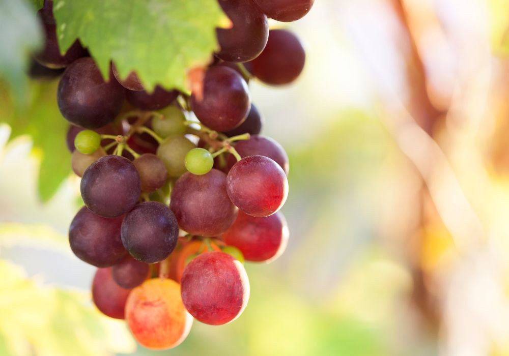Vineyard red grape in vineyard close-up view.