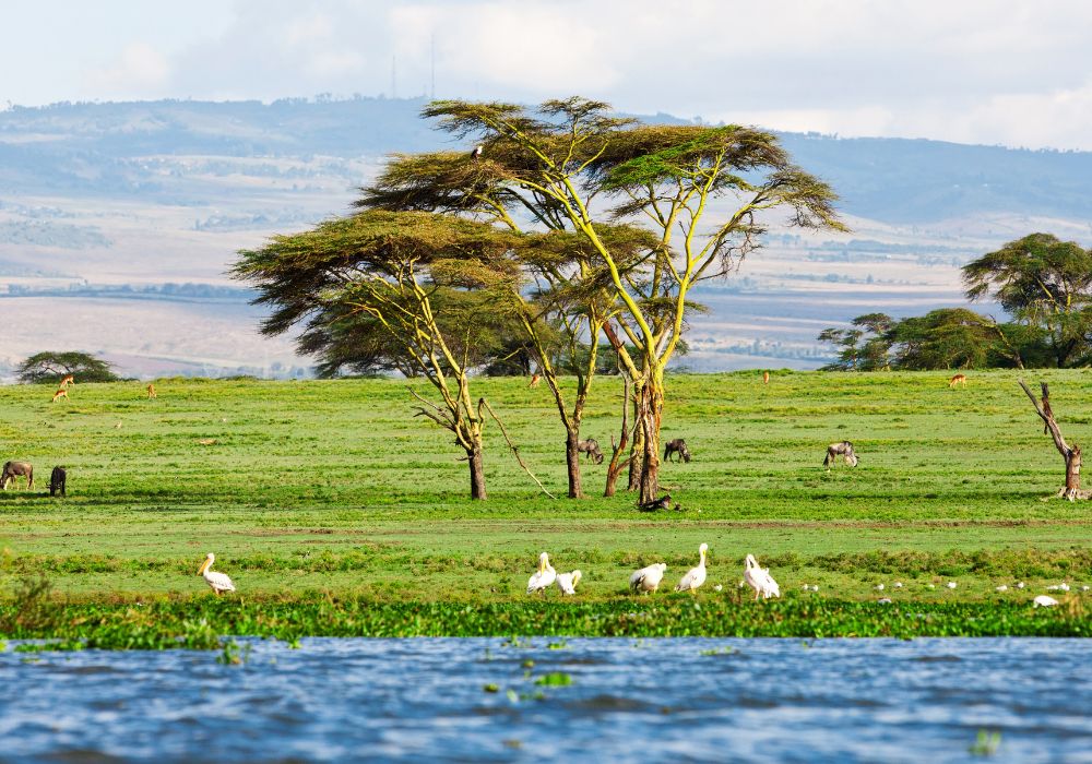 A stunning neighborhood in Lake Naivasha.