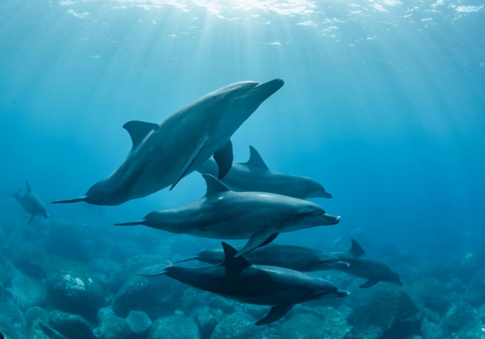 dolphins at Kisite Mpunguti marine park in kenya