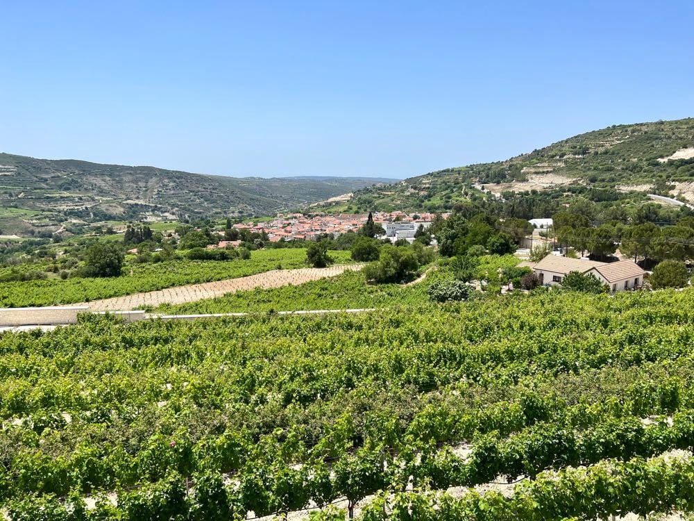 Ktima Vassiliades vineyard in cyprus