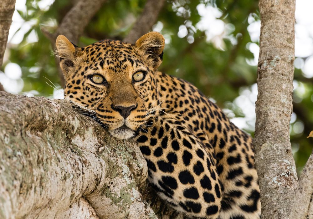 a beautiful leopard at Tsavo West national park in kenya