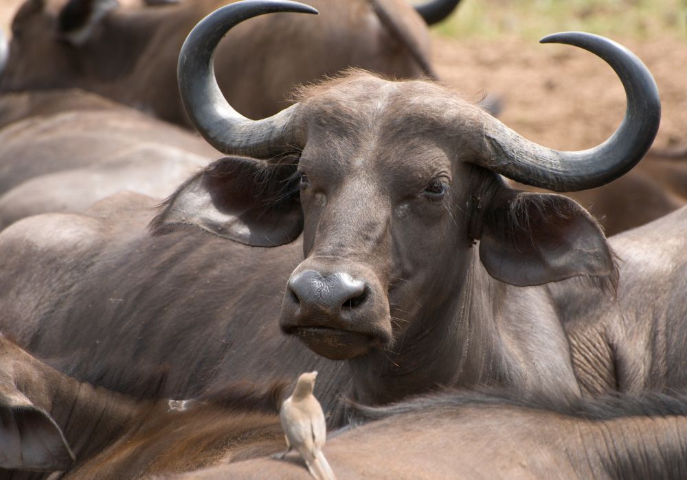 a buffalo at Shimba hills national park in kenya