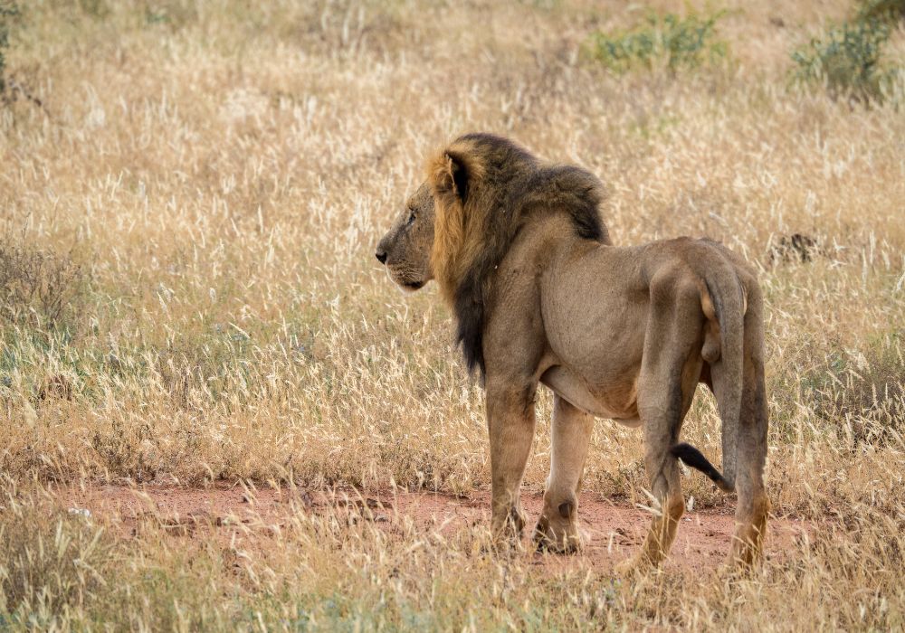 lion at tsavo east national park in kenya