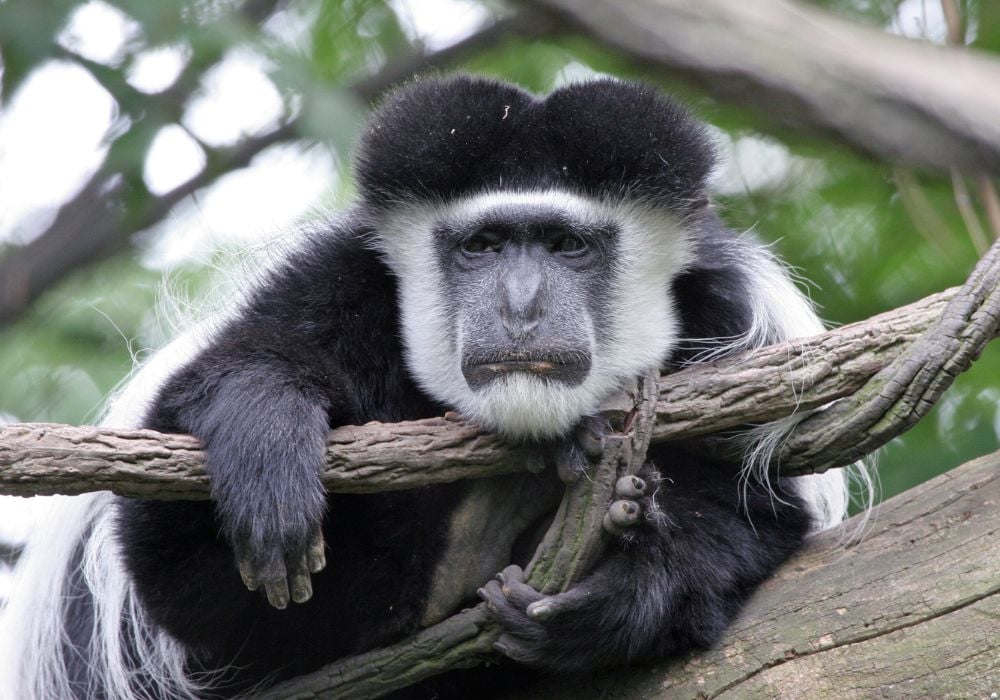 Tired and sad looking Colobus monkey perched in a tree.