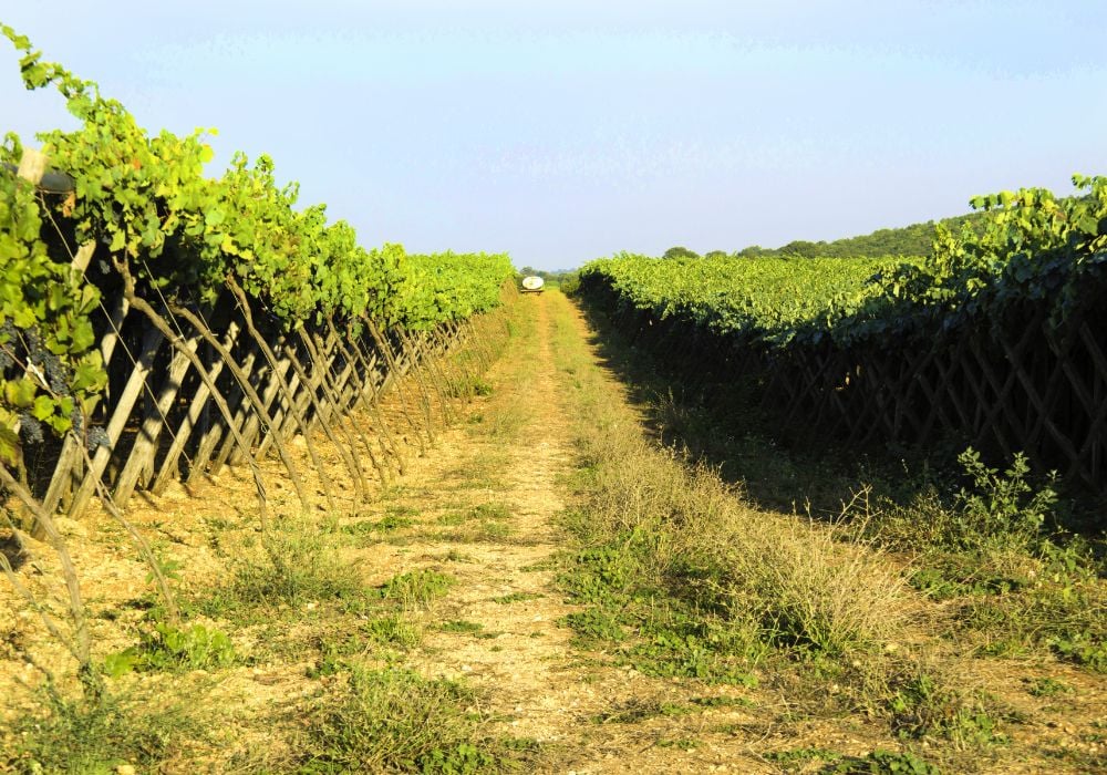 Italian wine tasting in Puglia