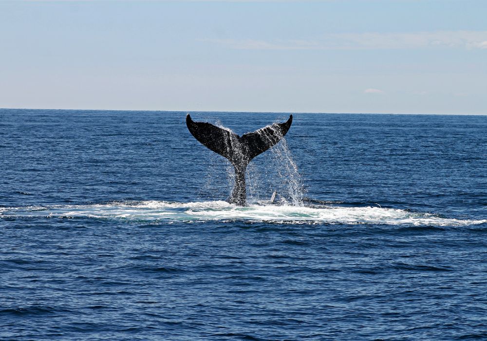 whale breaking the surface