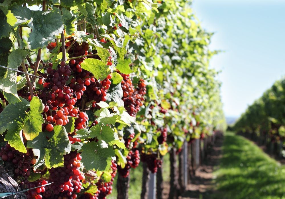 Protaras vineyard