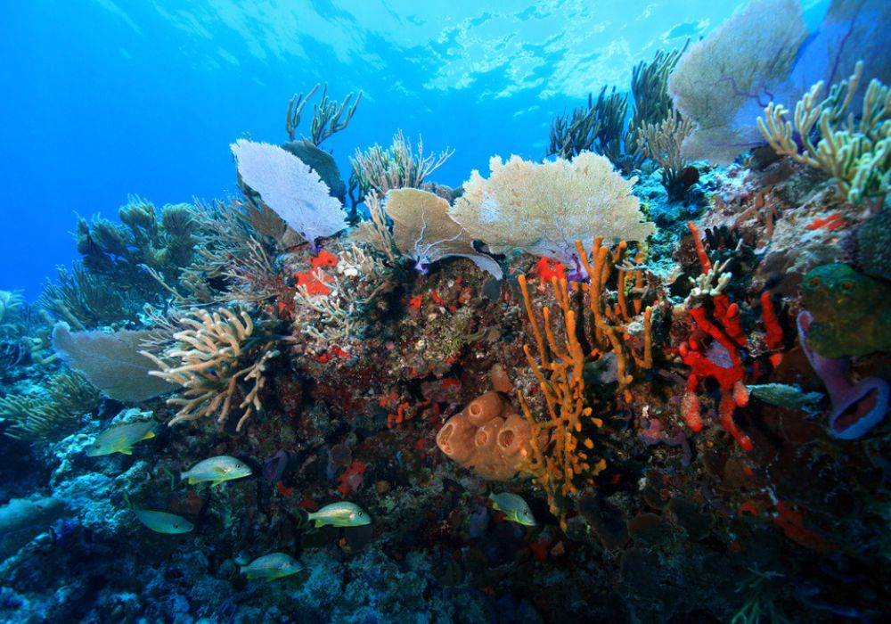 Scuba Diving in Greece