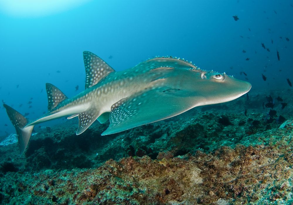 A stunning bowmouth guitarfish in Mozambique scuba diving