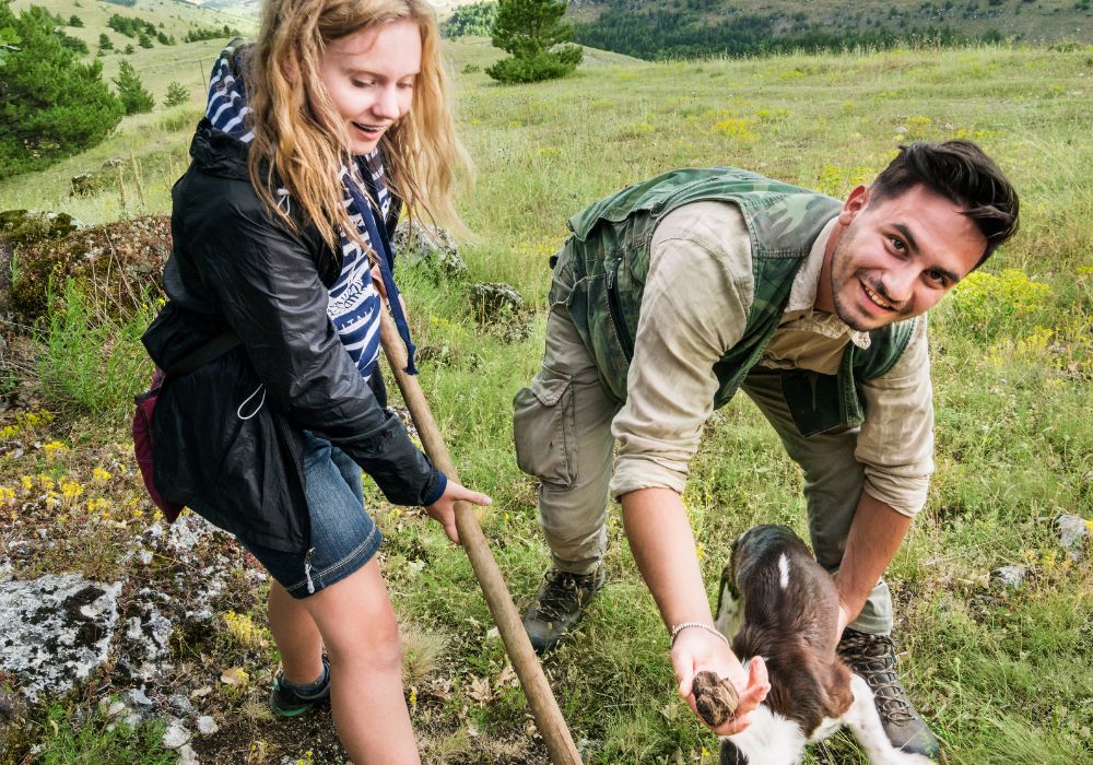 Blond teenage girl uses the vanghella tool to assist the Springer Spaniel dog dig out truffles with the male hunter.