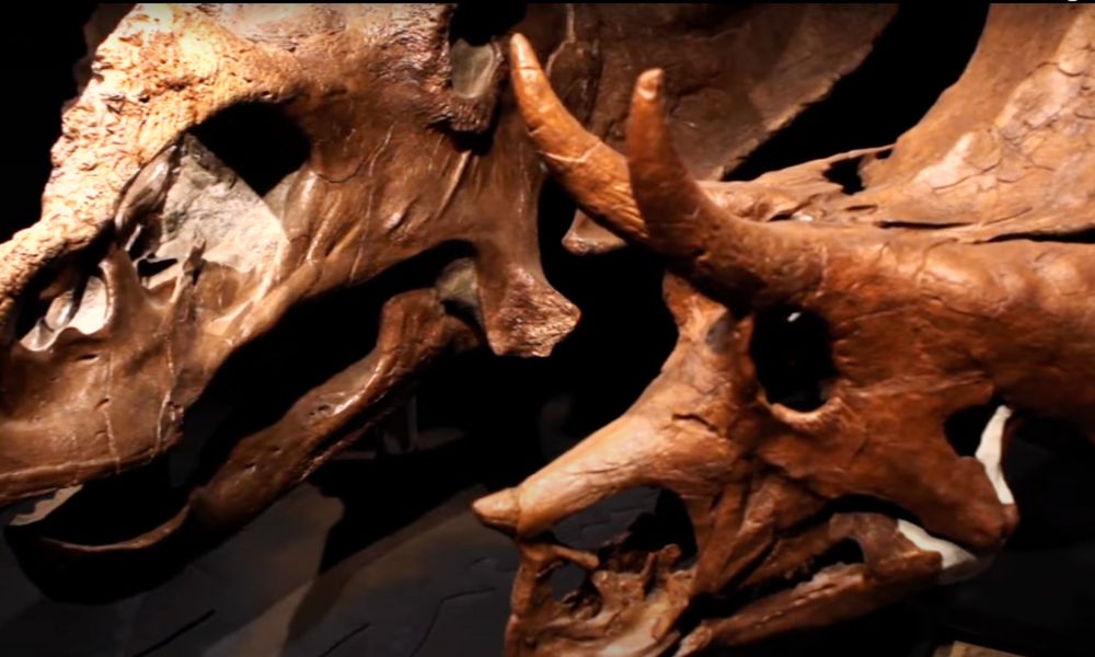 Dinosaur Bones in Museum of the Rockies in Bozeman Montana