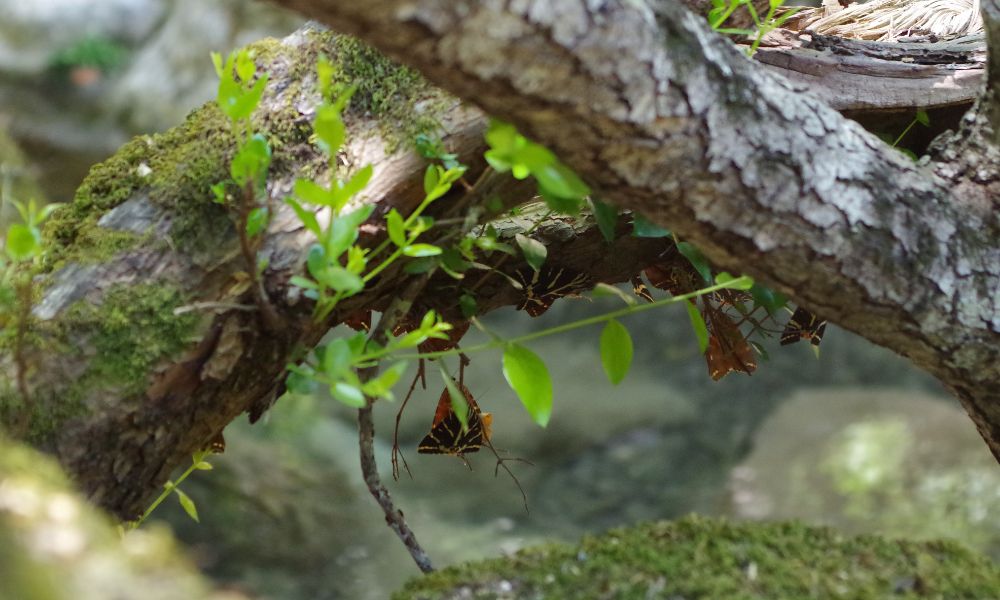 butterflies on trees at the butterfly valley in paros