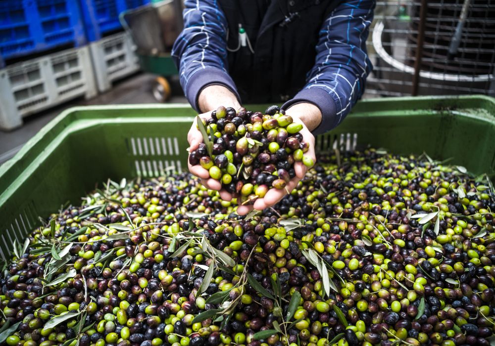 15 Greatest Issues To Do in Brindisi in 2023 28 The making of extra virgin olive oil in Puglia.