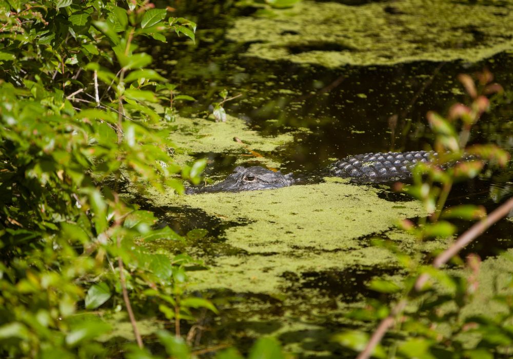 ALLIGATORS VS. CROCODILES  New Orleans Kayak Swamp Tours