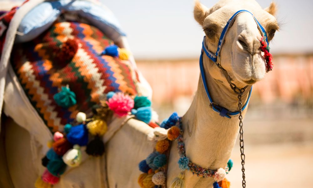 camel sitting down with colourful blanket