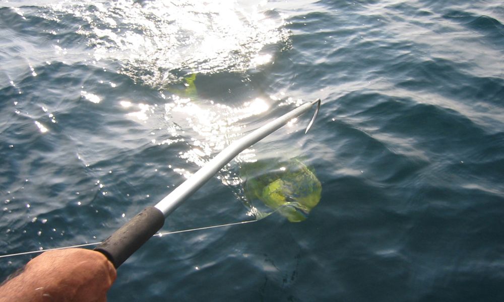 deep sea fishing mahi mahi fish in the water and fishing rod in cozumel